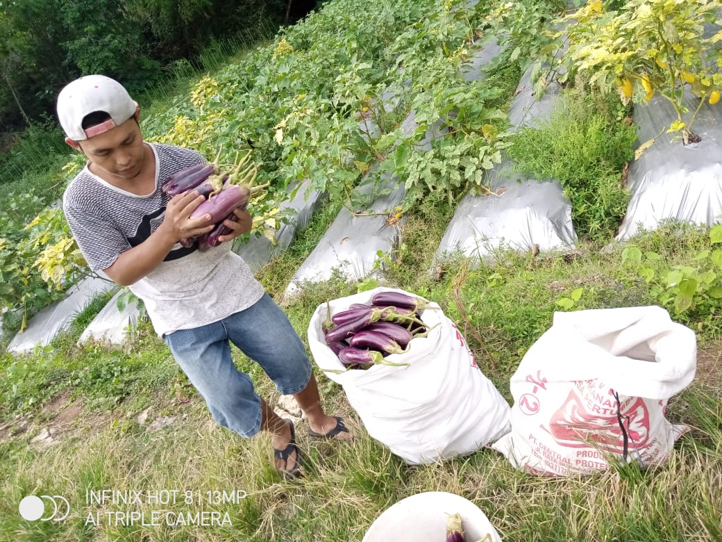  Panen Sayuran Terong Wakaf Produktif Sragen