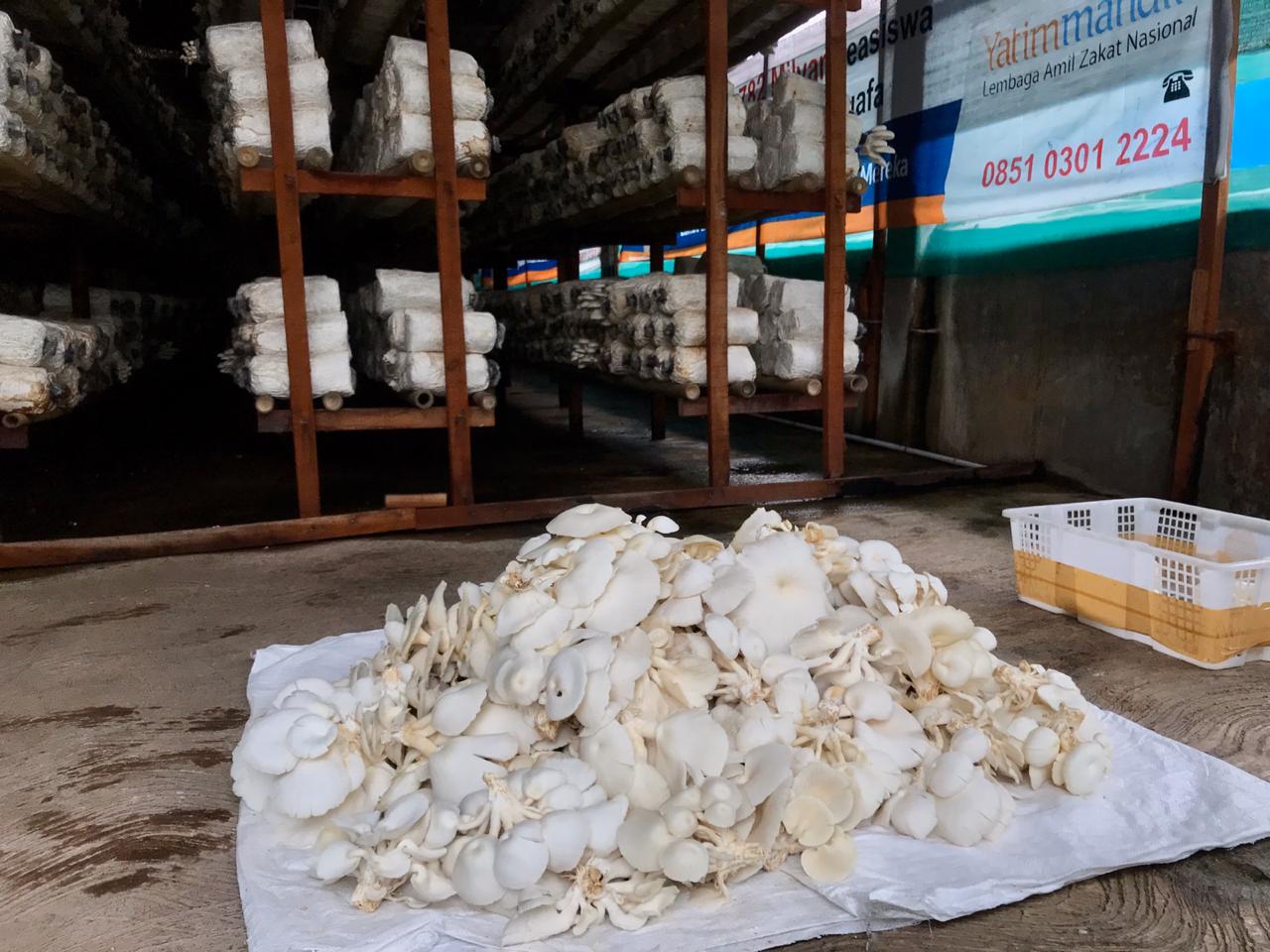  JAMUR TIRAM WAKAF PRODUKTIF DI SRAGEN PANEN