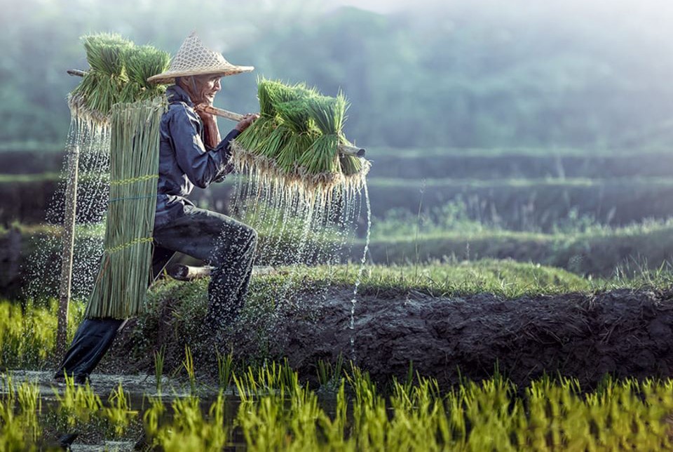  Wakaf Produktif, Untuk Membantu Para Petani