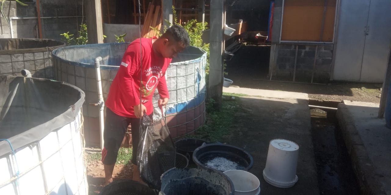  Penyortiran Lele Wakaf Produktif Di Gemolong