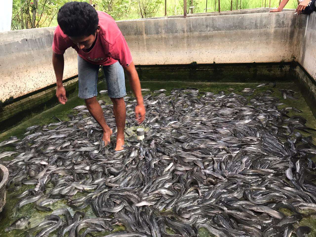  Tim Wakaf Produktif Sragen Kembali Memanen Lele