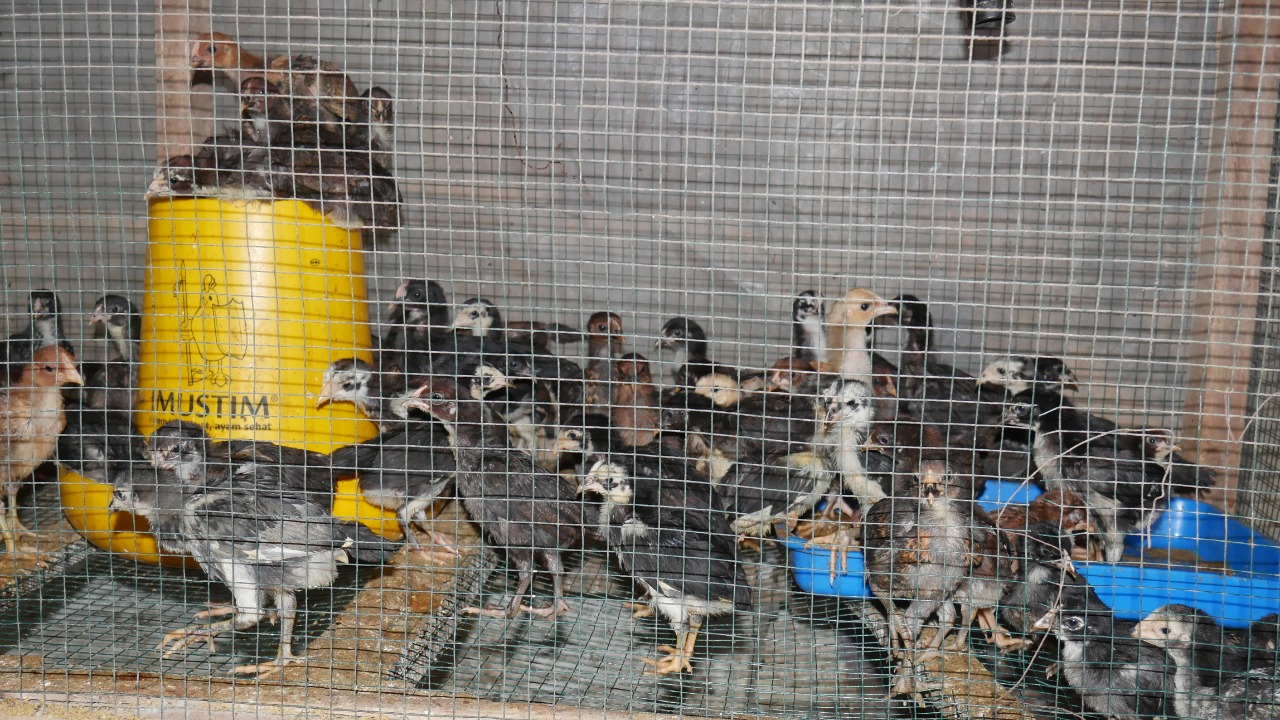  Panen Ayam Wakaf Produktif Gemolong Sragen