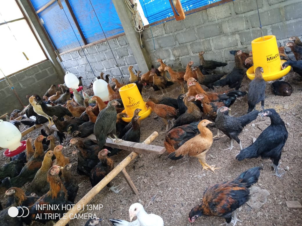  Penyembelihan 250 Ekor Ayam Untuk Dijadikan Karkas