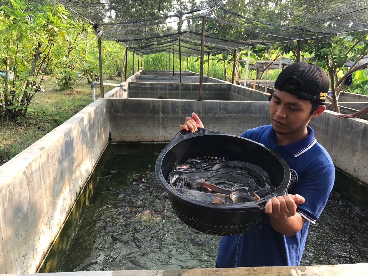  Panen 258 Kg Lele Wakaf Produktif Sragen